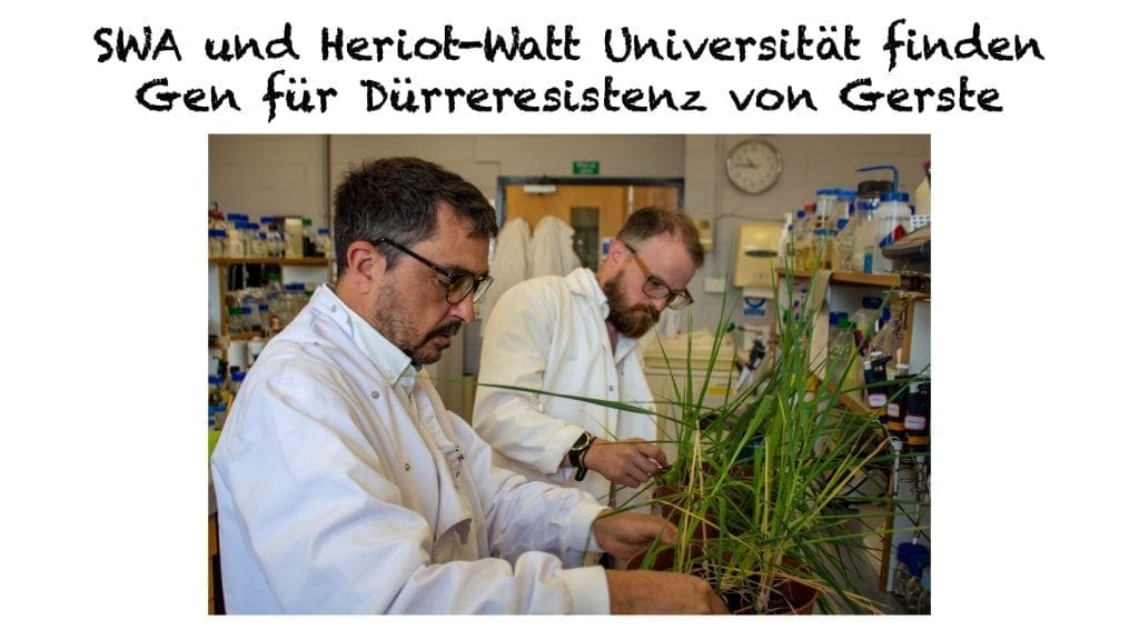 SWA und Heriot-Watt Universität finden Gen für Dürreresistenz von Gerste