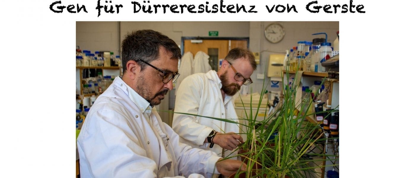 SWA und Heriot-Watt Universität finden Gen für Dürreresistenz von Gerste