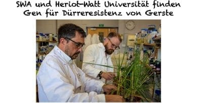 SWA und Heriot-Watt Universität finden Gen für Dürreresistenz von Gerste