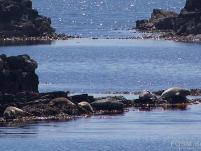 Robben auf der Sonnenbank