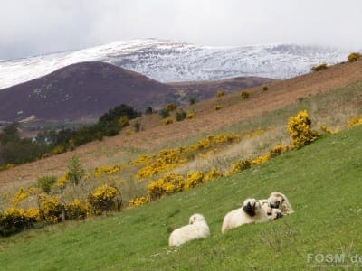 Glen Wyvis - Natur pur
