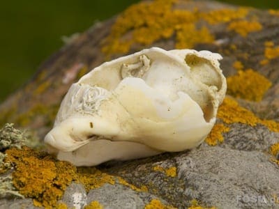 Schnecke aus dem Loch Indaal