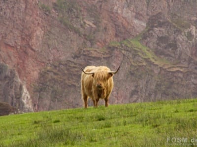 Highland Kuh auf der Oa
