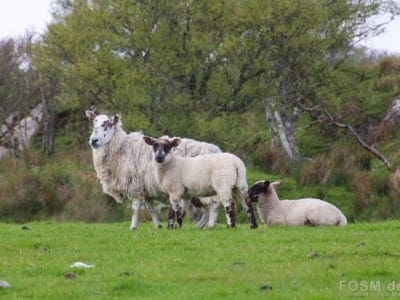 Schafe in Strandnähe