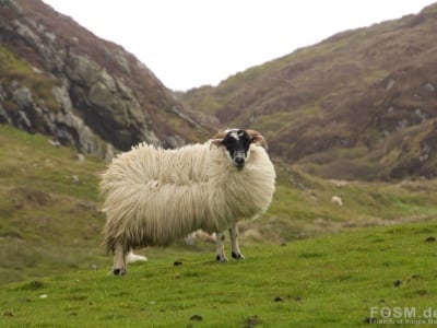 Stürmisches Schaf